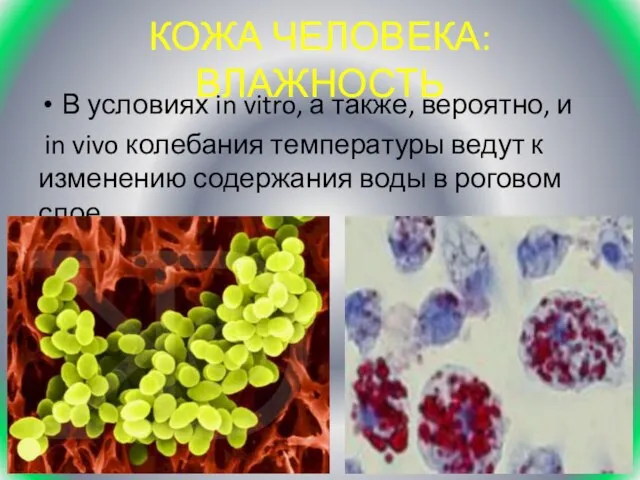 КОЖА ЧЕЛОВЕКА: ВЛАЖНОСТЬ В условиях in vitro, а также, вероятно, и in