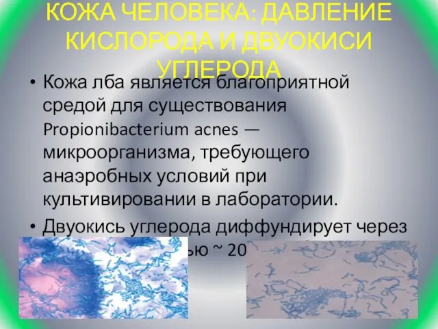 КОЖА ЧЕЛОВЕКА: ДАВЛЕНИЕ КИСЛОРОДА И ДВУОКИСИ УГЛЕРОДА Кожа лба является благоприятной средой