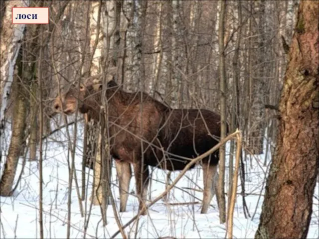 лоси