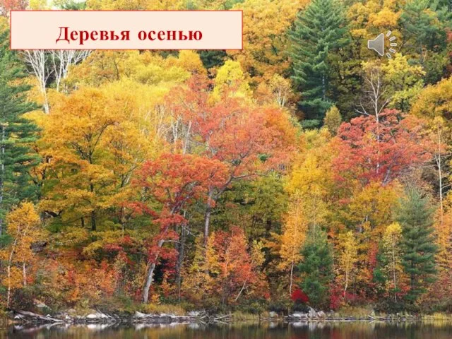 Деревья осенью