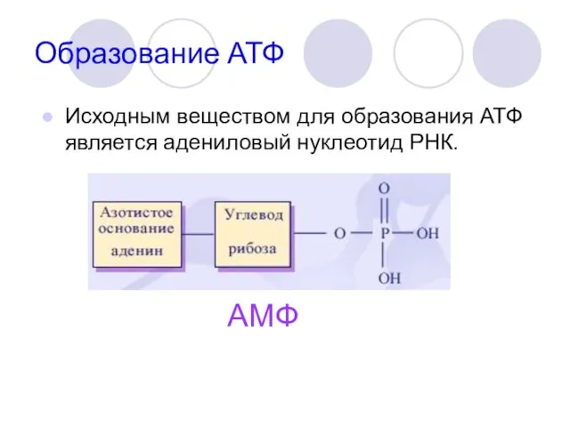 Образование АТФ Исходным веществом для образования АТФ является адениловый нуклеотид РНК. АМФ