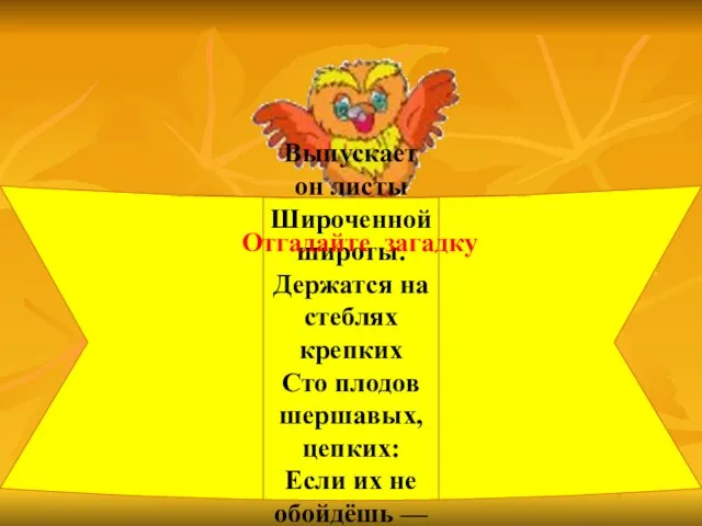 Выпускает он листы Широченной широты. Держатся на стеблях крепких Сто плодов шершавых,