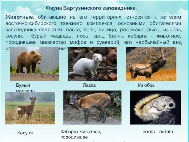 Фауна Баргузинского заповедника. Животные, обитающие на его территориях, относятся к жителям восточно-сибирского