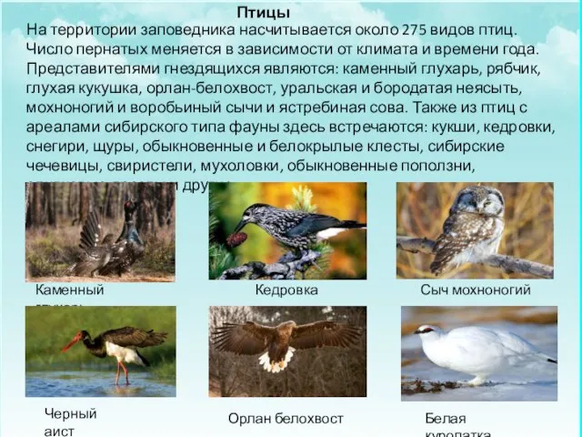 Птицы На территории заповедника насчитывается около 275 видов птиц. Число пернатых меняется
