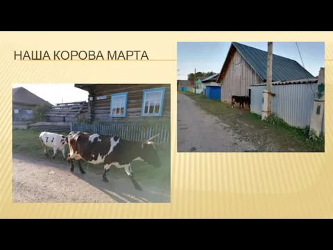 НАША КОРОВА МАРТА