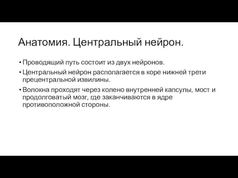 Анатомия. Центральный нейрон. Проводящий путь состоит из двух нейронов. Центральный нейрон располагается