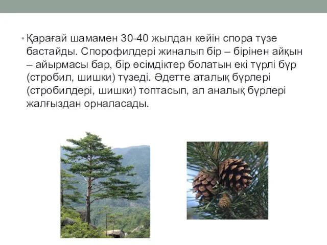 Қарағай шамамен 30-40 жылдан кейін спора түзе бастайды. Спорофилдері жиналып бір –