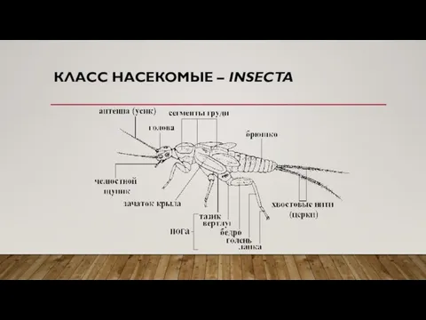 КЛАСС НАСЕКОМЫЕ – INSECTA