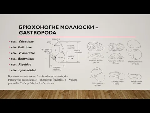 БРЮХОНОГИЕ МОЛЛЮСКИ – GASTROPODA сем. Valvatidae сем. Bulinidae сем. Viviparidae сем. Bithyniidae