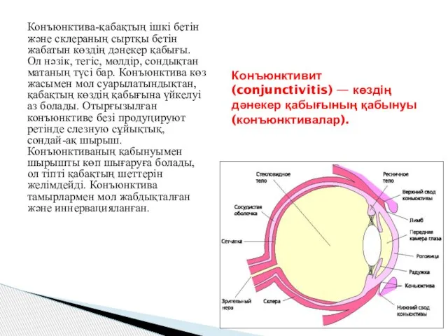 Конъюнктива-қабақтың ішкі бетін және склераның сыртқы бетін жабатын көздің дәнекер қабығы. Ол