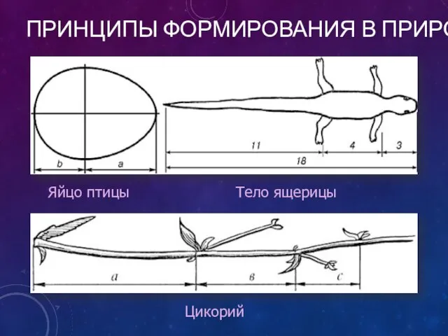 ПРИНЦИПЫ ФОРМИРОВАНИЯ В ПРИРОДЕ Цикорий Тело ящерицы Яйцо птицы