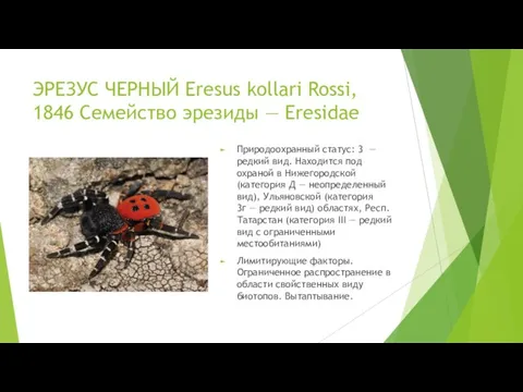 ЭРЕЗУС ЧЕРНЫЙ Eresus kollari Rossi, 1846 Семейство эрезиды — Eresidae Природоохранный статус: