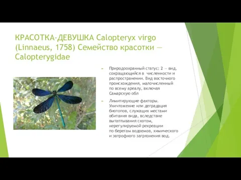 КРАСОТКА-ДЕВУШКА Calopteryx virgo (Linnaeus, 1758) Семейство красотки — Calopterygidae Природоохранный статус: 2