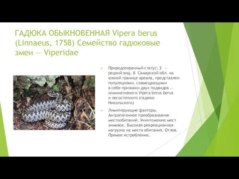ГАДЮКА ОБЫКНОВЕННАЯ Vipera berus (Linnaeus, 1758) Семейство гадюковые змеи — Viperidae Природоохранный