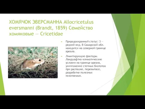 ХОМЯЧОК ЭВЕРСМАННА Allocricetulus eversmanni (Brandt, 1859) Семейство хомяковые — Cricetidae Природоохранный статус: