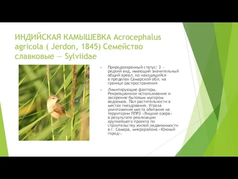 ИНДИЙСКАЯ КАМЫШЕВКА Acrocephalus agricola ( Jerdon, 1845) Семейство славковые — Sylviidae Природоохранный