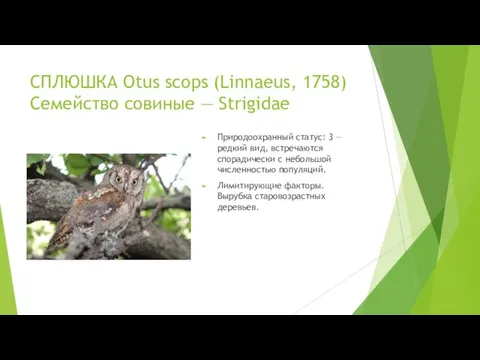 СПЛЮШКА Otus scops (Linnaeus, 1758) Семейство совиные — Strigidae Природоохранный статус: 3