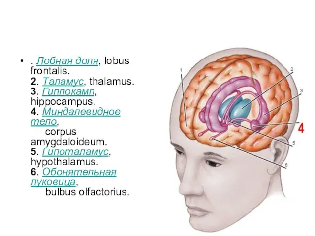 . Лобная доля, lobus frontalis. 2. Таламус, thalamus. 3. Гиппокамп, hippocampus. 4.