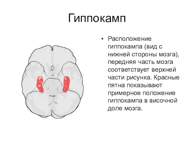 Гиппокамп Расположение гиппокампа (вид с нижней стороны мозга), передняя часть мозга соответствует