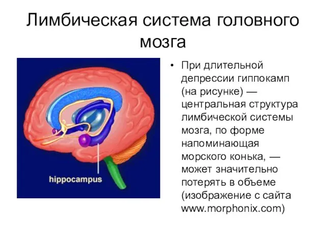 Лимбическая система головного мозга При длительной депрессии гиппокамп (на рисунке) — центральная