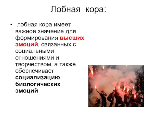 Лобная кора: лобная кора имеет важное значение для формирования высших эмоций, связанных