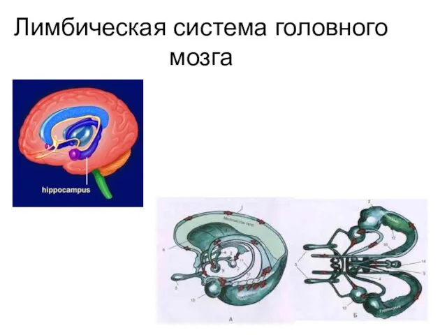 Лимбическая система головного мозга