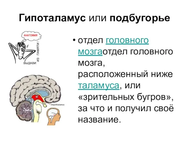 Гипоталамус или подбугорье отдел головного мозгаотдел головного мозга, расположенный ниже таламуса, или