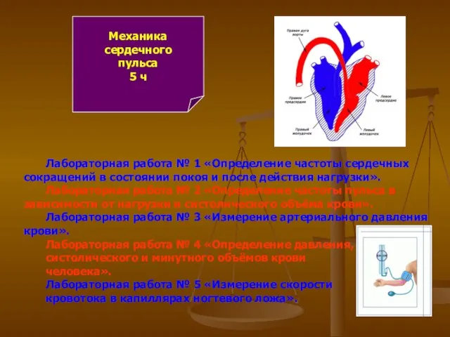 Механика сердечного пульса 5 ч Лабораторная работа № 1 «Определение частоты сердечных