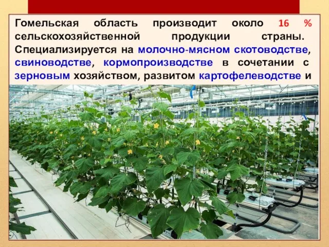 Гомельская область производит около 16 % сельскохозяйственной продукции страны. Специализируется на молочно-мясном