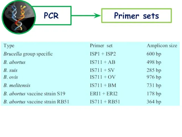 PCR Primer sets