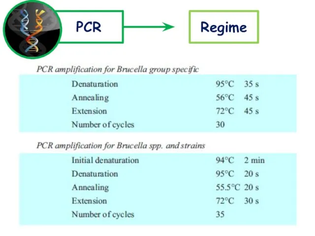 PCR Regime