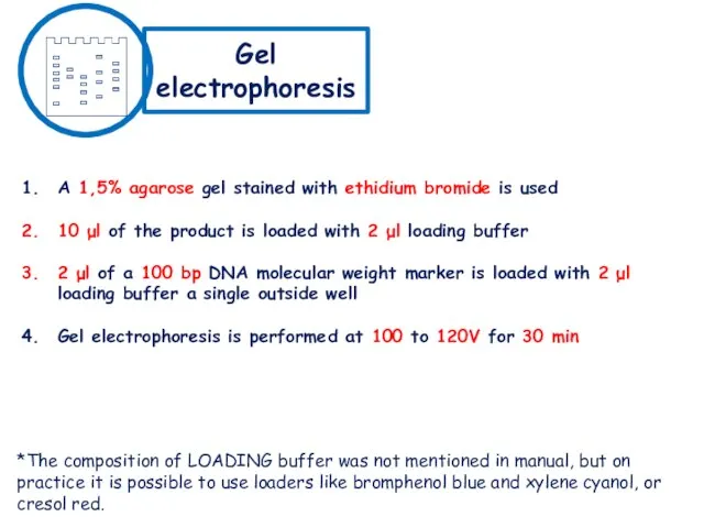 Gel electrophoresis A 1,5% agarose gel stained with ethidium bromide is used