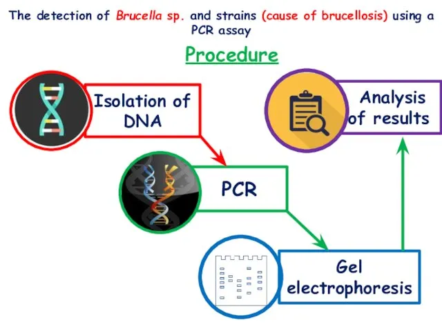 Procedure The detection of Brucella sp. and strains (cause of brucellosis) using