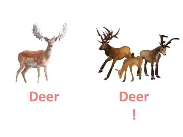 Deer Deer !