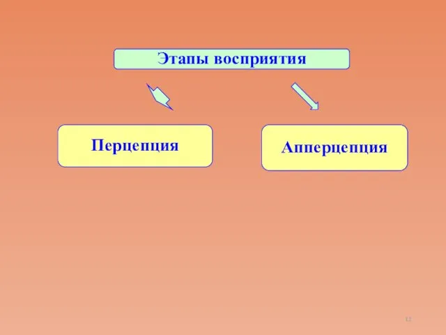 Перцепция Апперцепция Этапы восприятия