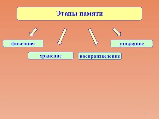 Этапы памяти узнавание фиксация хранение воспроизведение