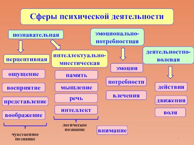 Сферы психической деятельности деятельностно-волевая познавательная эмоционально-потребностная внимание ощущение восприятие представление память мышление