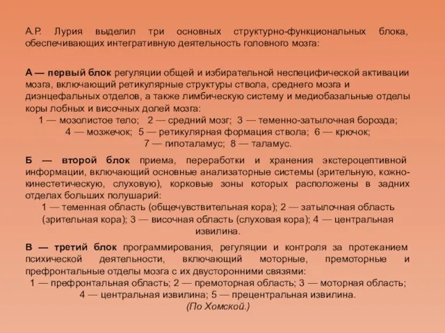 А.Р. Лурия выделил три основных структурно-функциональных блока, обеспечивающих интегративную деятельность головного мозга: