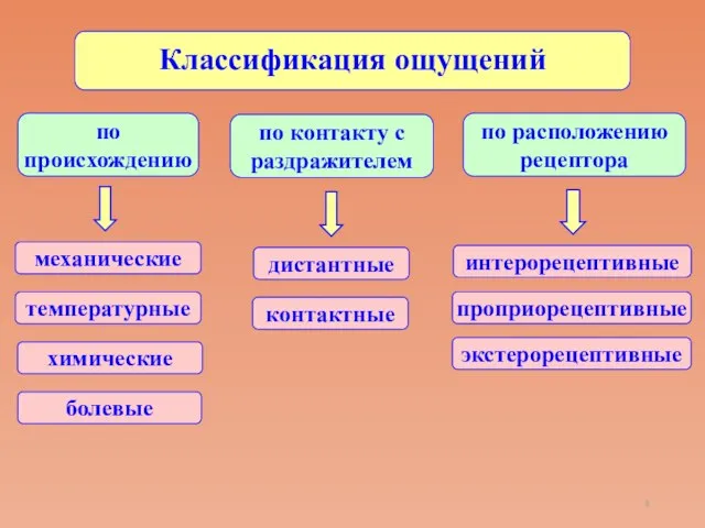 Классификация ощущений по происхождению по контакту с раздражителем по расположению рецептора механические