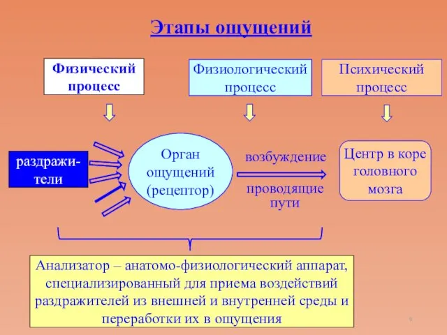 раздражи-тели Орган ощущений (рецептор) Центр в коре головного мозга Анализатор – анатомо-физиологический