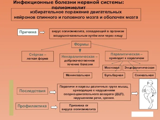 Company Logo Инфекционные болезни нервной системы: полиомиелит избирательное поражение двигательных нейронов спинного