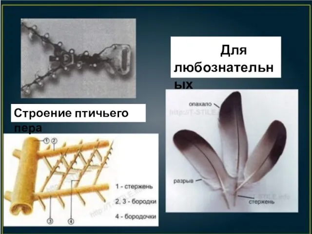 Для любознательных Строение птичьего пера