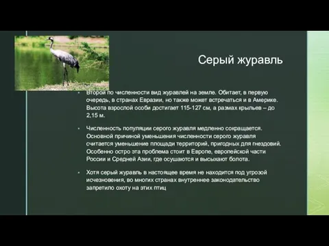 Серый журавль Второй по численности вид журавлей на земле. Обитает, в первую