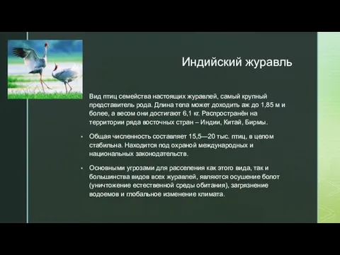 Индийский журавль Вид птиц семейства настоящих журавлей, самый крупный представитель рода. Длина