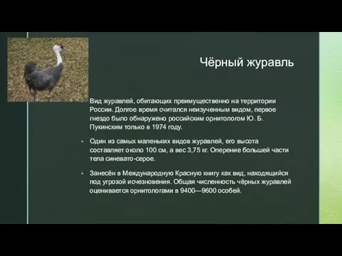 Чёрный журавль Вид журавлей, обитающих преимущественно на территории России. Долгое время считался