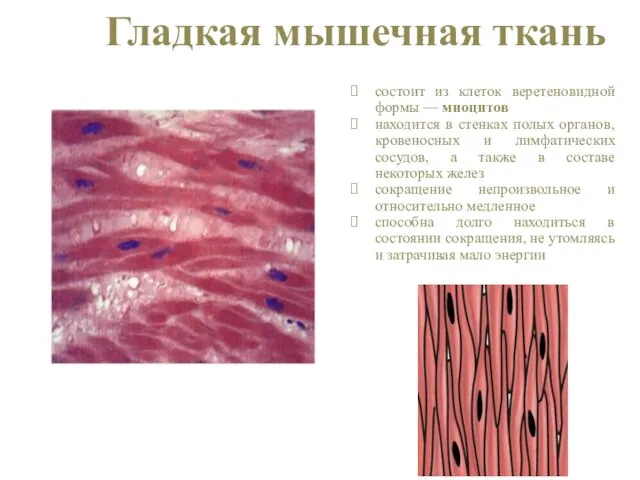 Гладкая мышечная ткань состоит из клеток веретеновидной формы — миоцитов находится в