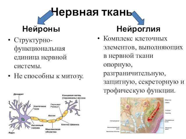 Нервная ткань Нейроны Структурно-функциональная единица нервной системы. Не способны к митозу. Нейроглия
