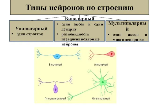 Типы нейронов по строению Униполярный один отросток Биполярный один аксон и один