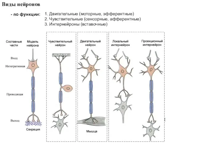 Виды нейронов - по функции: 1. Двигательные (моторные, эфферентные) 2. Чувствительные (сенсорные, афферентные) 3. Интернейроны (вставочные)
