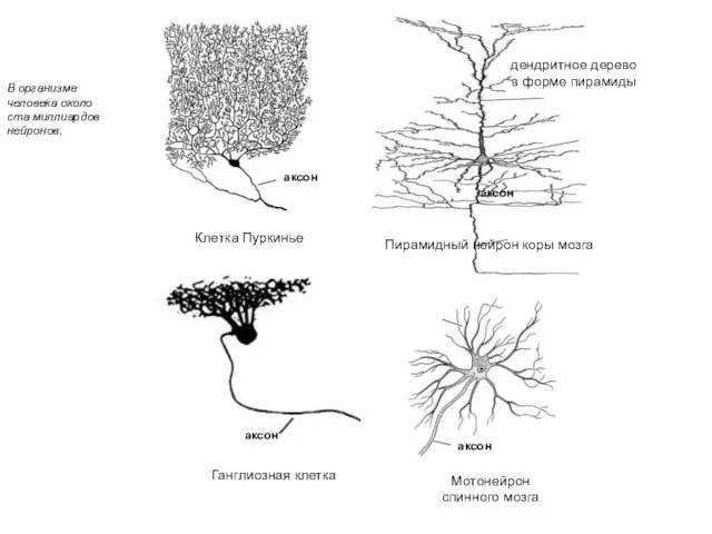 Пирамидный нейрон коры мозга Клетка Пуркинье Ганглиозная клетка Мотонейрон спинного мозга аксон